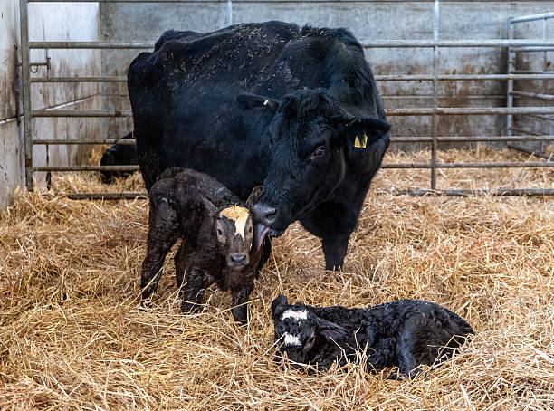 A new born calf suckling on his mother