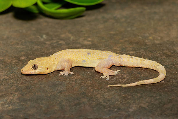 istock Tropical House Gecko (Hemidactylus mabouia), also called the Cosmopolitan House Gecko 2226859653