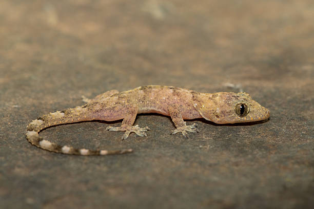 istock Tropical House Gecko (Hemidactylus mabouia), also called the Cosmopolitan House Gecko 2226859942