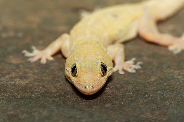 istock Tropical House Gecko (Hemidactylus mabouia), also called the Cosmopolitan House Gecko 2226859955