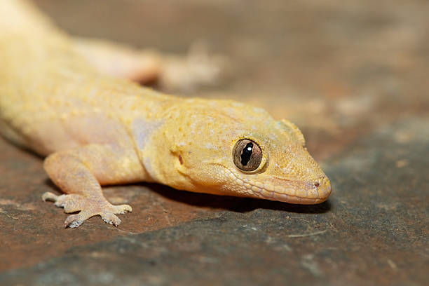 istock Tropical House Gecko (Hemidactylus mabouia), also called the Cosmopolitan House Gecko 2226859967