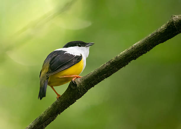 istock White-collared manakin in his natural habitat! 2226861765