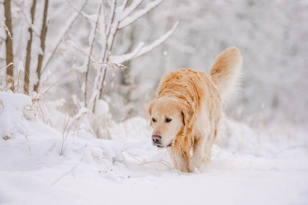istock Golden Retriever Dog In Winter Forest 2226862263