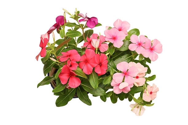 istock Bouquet of Madagascar periwinkle isolated on a white background. 2226863533