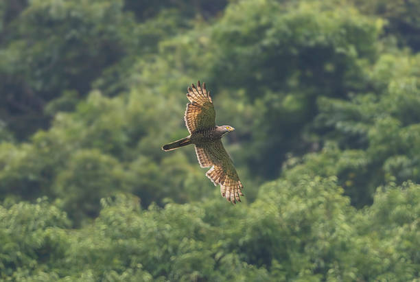 istock Grey-faced buzzard in flying. in the mountain background. 2226863586