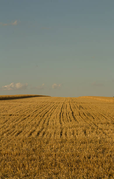 istock A field of wheat 2226864426