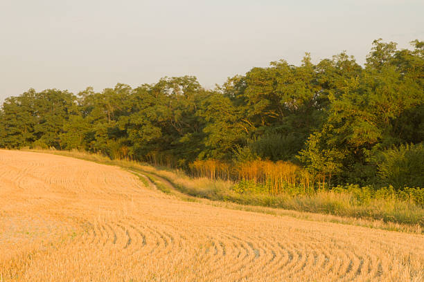 A field of brown grass and trees. Text. Tree. Outdoor. Field