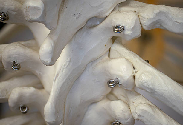 Doctor holds a model of the spine in his hands while sitting at the table