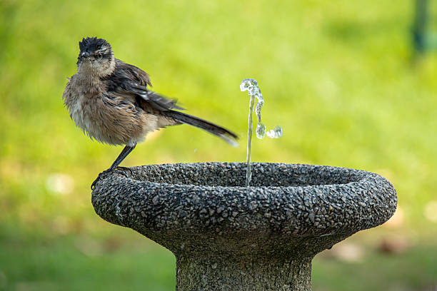 istock Sparrow by a water fountain. 2226867170