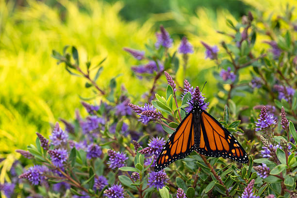 istock monarch butterfly - danaus plexippus feeding on purple hebe plant nectar with blurred background 2226868560