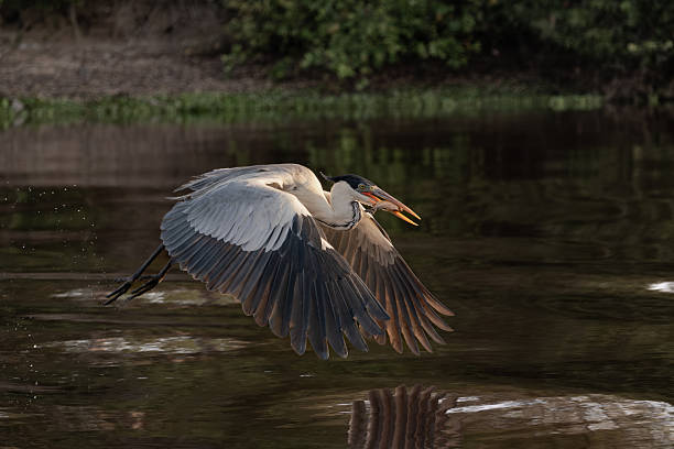 A long-necked heron with a fish in its mouth