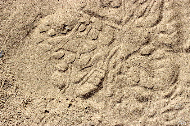 Many small seashells scattered on golden sandy beach surface with sunlight creating natural summer coastal pattern.