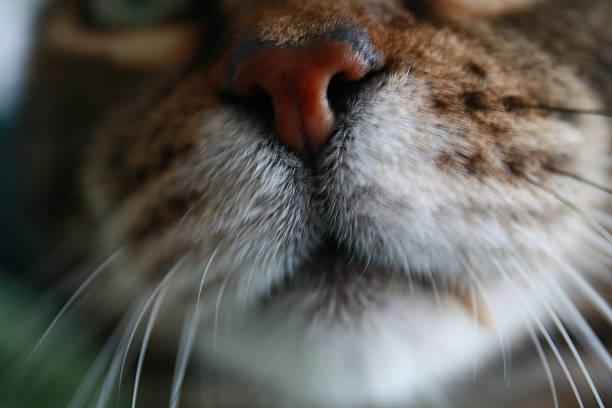 Domestic cat nose and whiskers close-up