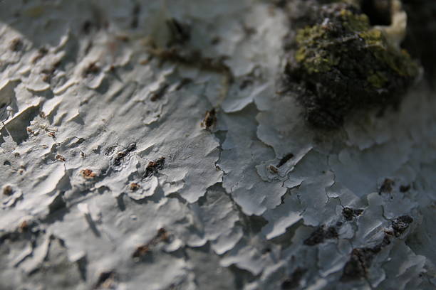 White cracked poplar bark close-up