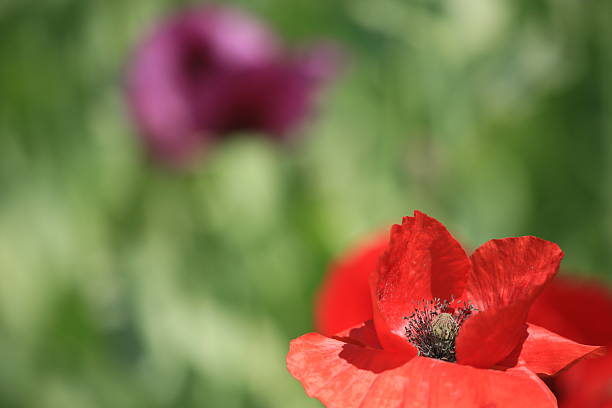 Red and purple poppy flowers close-up
