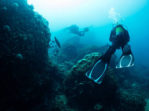 istock divers diving next seabed covered in marine life 2226877521