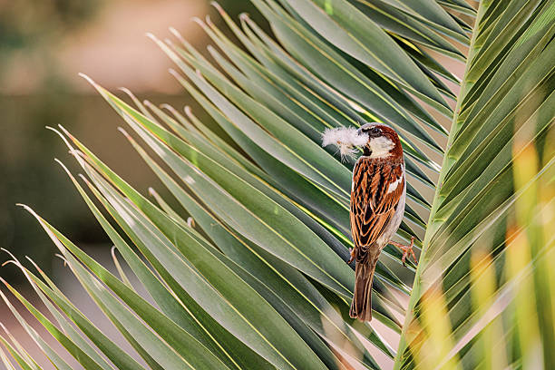 Small sparrow is perched on a palm tree leaf, carrying soft white nesting material in its beak, preparing for breeding season