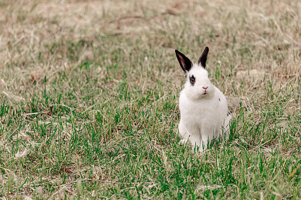 istock Small white rabbit with black spots sitting contentedly on lush green grass, enjoying the warmth of spring in a vibrant meadow 2226877808