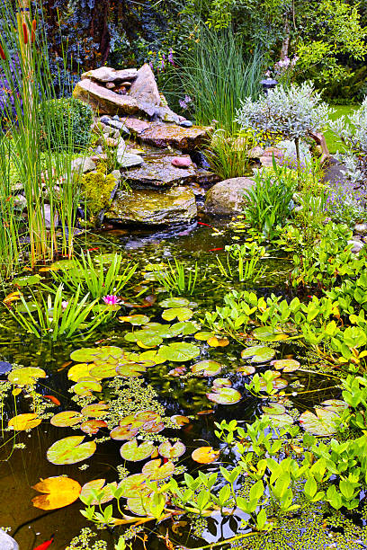 istock Tranquil garden pond with waterlilies and cascading rock waterfall surrounded by lush greenery 2226877965