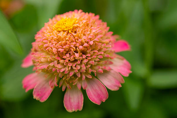 Zinnia in blossom