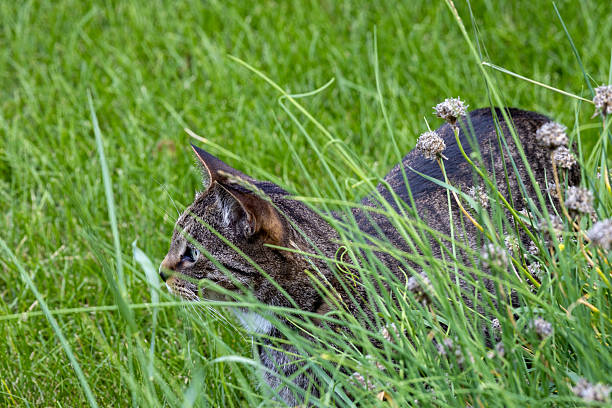 This image shows a close-up view of a curious brown and gray striped tabby cat sitting behind a patch of grass and flowers.
