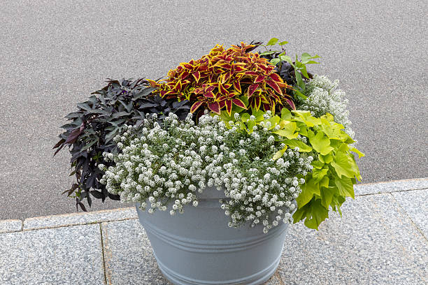 istock Large ceramic pot of colorful flowers 2226885416