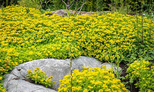 istock Sedum flowers 2226885943