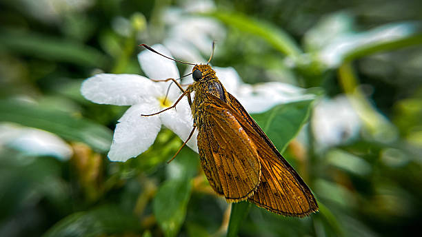 Potanthus omaha butterflies on a white flower collecting nectar