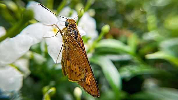 istock Potanthus omaha butterfly on a flower 2226886013