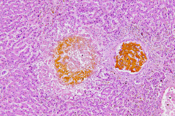 istock Pathology and Histology Tissue of Mammals under microscope. 2226889317