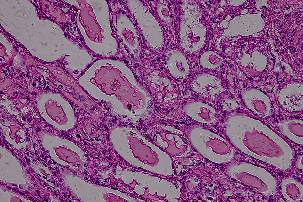 istock Pathology and Histology Tissue of Mammals under microscope. 2226889319