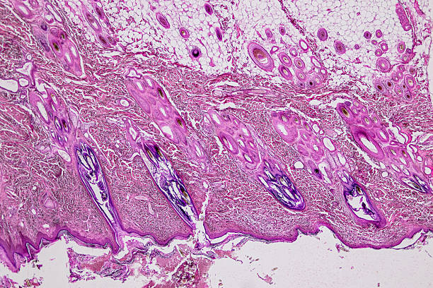 istock Pathology and Histology Tissue of Mammals under microscope. 2226889394
