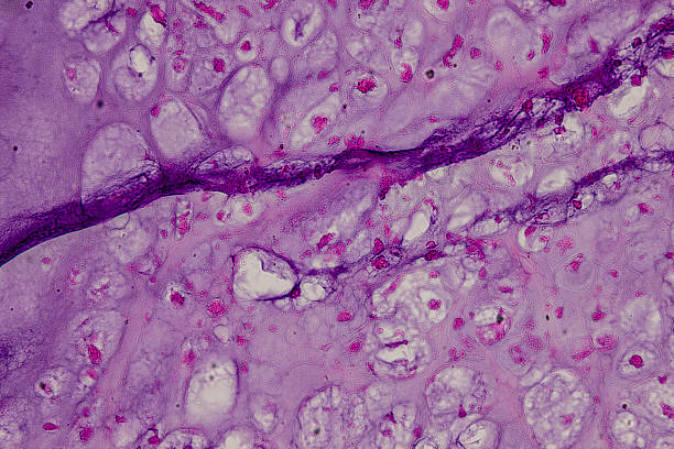 istock Pathology and Histology Tissue of Mammals under microscope. 2226889458