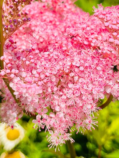 istock Queen of the prairie 2226889644