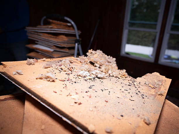 istock Broken Roof Debris with Rodent Droppings  Renovation Cleanup 2226889937