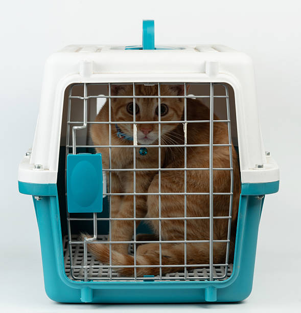istock Orange cat sit inside of closed transport carrier 2226890710