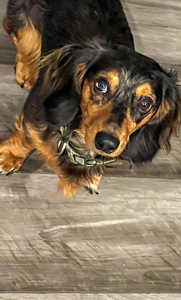 istock Dachshund playing in the yard 2226891559