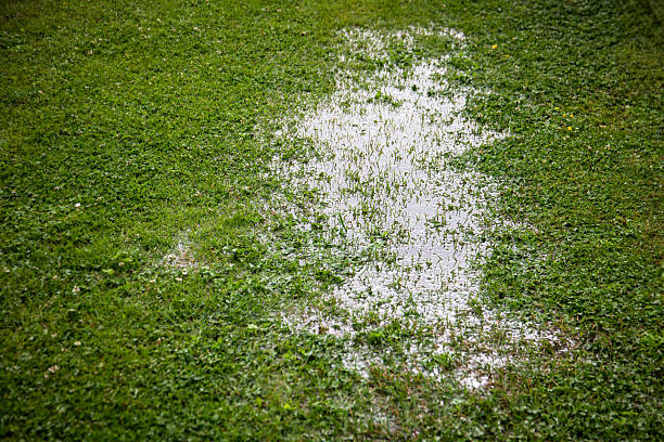 Flooded Lawn After Rainfall Showing Water Saturation and Drainage Problem on Grass Surface.