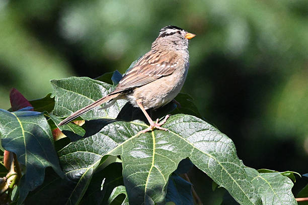 White-crowned Sparrow stock photo