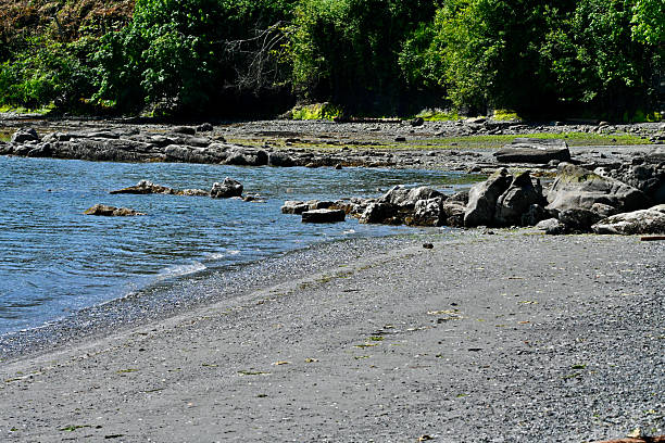 White-crowned Sparrow stock photo