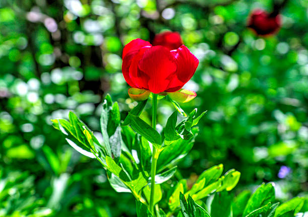 Beautiful peony flower close up view