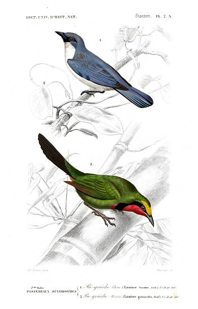 istock Blue and Green Shrikes – Dictionnaire Universel d’Histoire Naturelle by Orbigny, 1849 2226898252