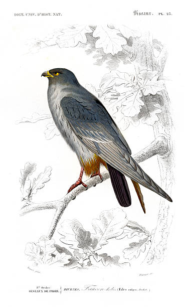 istock Kobez Falcon (Falco rufipes) – 1849 Antique Bird Engraving from Orbigny's Dictionnaire Universel d’Histoire Naturelle 2226898264
