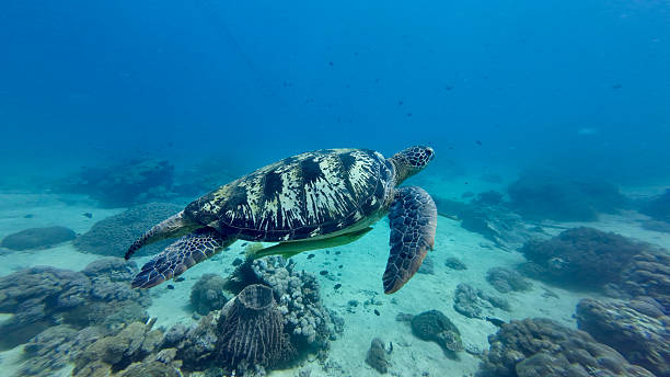 istock Large sea turtle swims in the water column. 2226900140