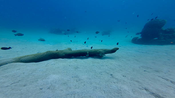 istock Tree trunk on the sea bottom underwater. 2226900142