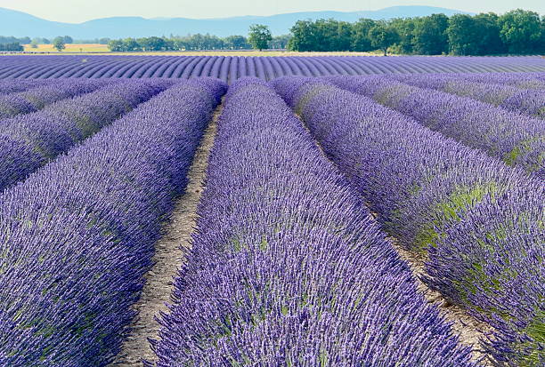 istock Lavender on the Valensole Plateau 2226902365