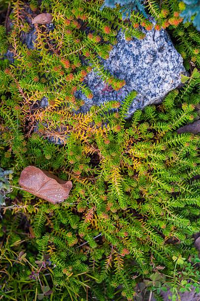 istock Vibrant green groundcover with stone, and a single brown leaf presents a close-up nature study. 2226904008