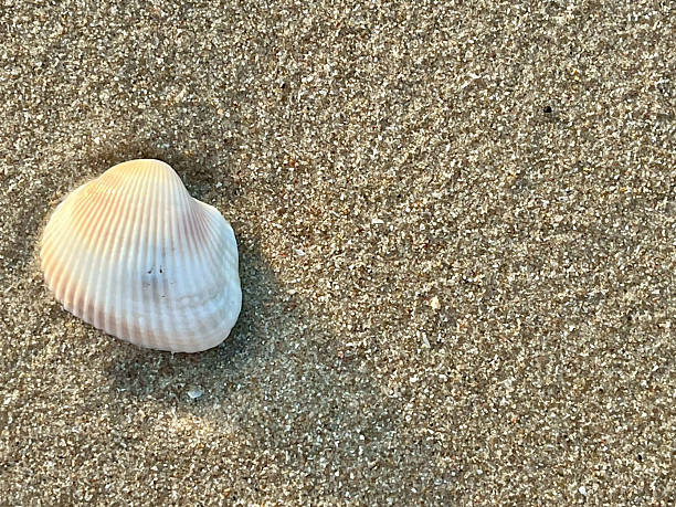 istock Seashells on the sandy beach in the morning 2226904392