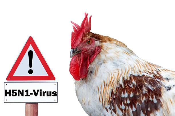 close-up of chicken, sign h5n1 concept of poultry, threat of avian influenza and illness among poultry. - cúm gia cầm hình ảnh sẵn có, bức ảnh & hình ảnh trả phí bản quyền một lần
