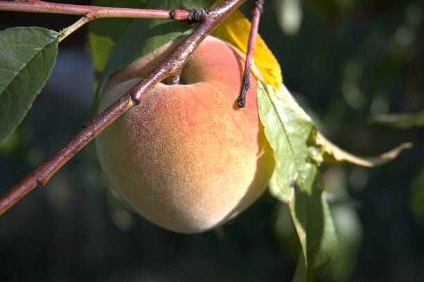 Fruits. Box of peaches in the supermarket